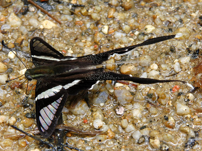 シロスソビキアゲハのおしっこ（EX-F1)