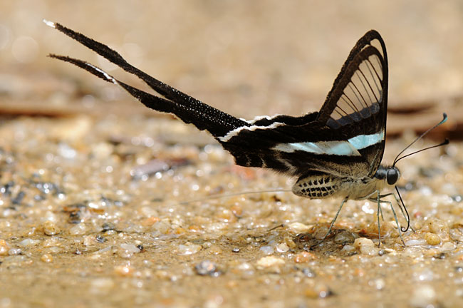 アオスソビキアゲハのおしっこ（D300）