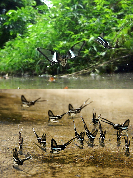 スソビキアゲハの集団吸水