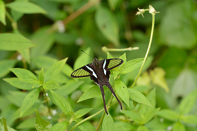 アオスソビキアゲハ