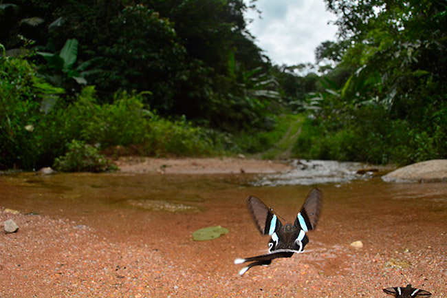アオスソビキアゲハの飛翔を魚眼で