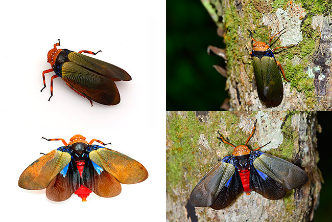 ハラアカハゴロモ