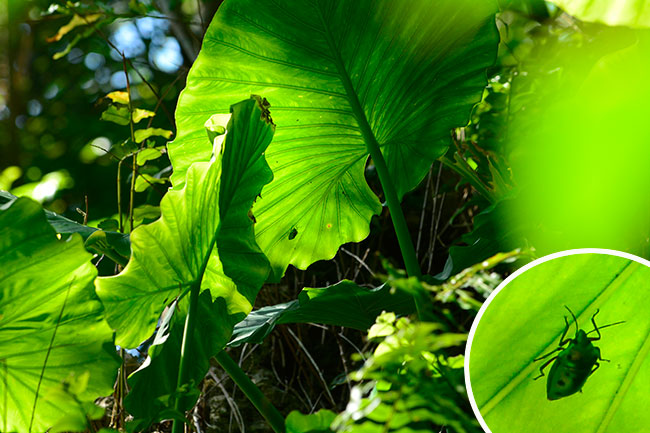 ナナホシキンカメの見つけ方