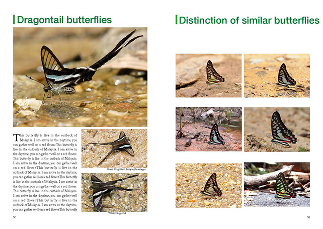 フィ−ルドガイド、マレーシアの昆虫
