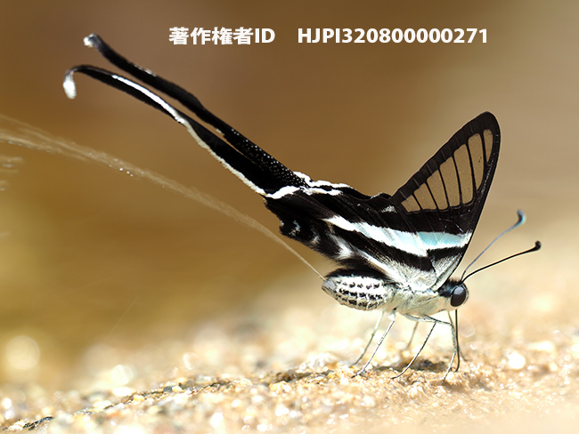 アオスソビキアゲハのおしっこ　Lamproptera meges