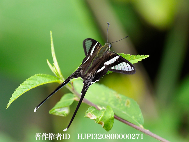 シロスソビキアゲハ　Lamproptera curius