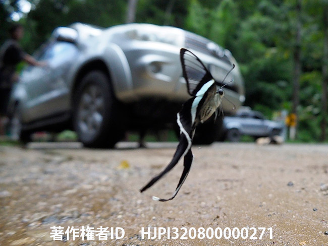 アオスソビキアゲハの飛翔　Lamproptera meges