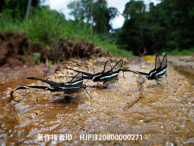 アオスソビキアゲハの集団吸水 Lamproptera meges