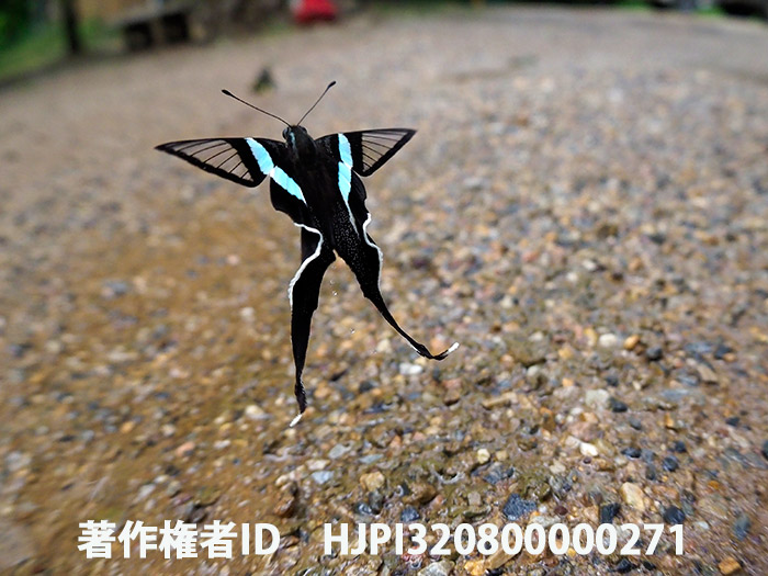 アオスソビキアゲハの飛翔　Lamproptera meges