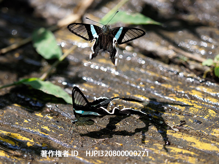 アオスソビキアゲハの飛翔　Lamproptera meges