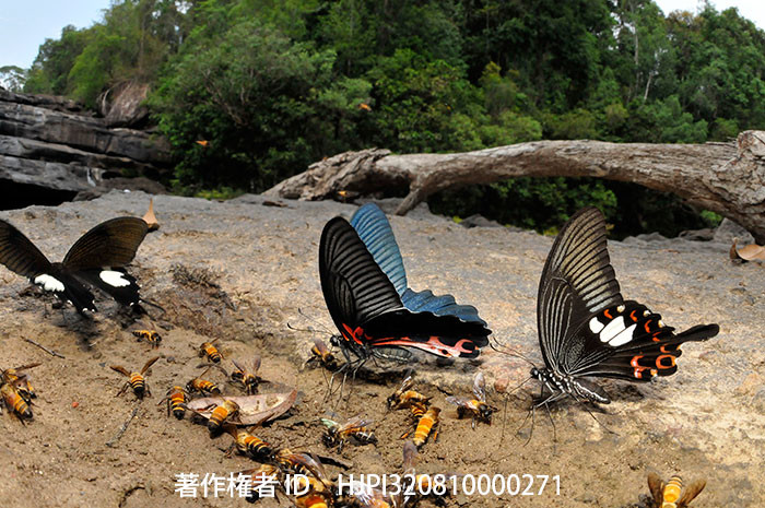 ラオスのアゲハチョウ