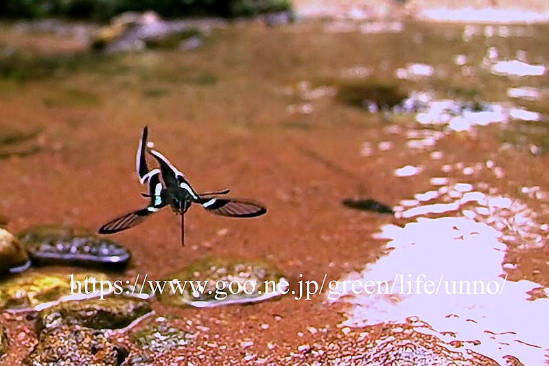 アオスソビキアゲハの飛翔