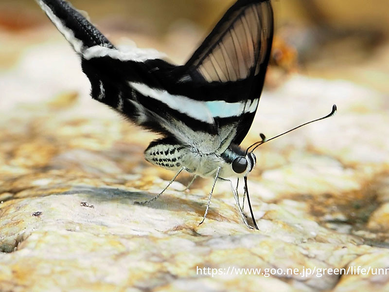 アオスソビキアゲハ