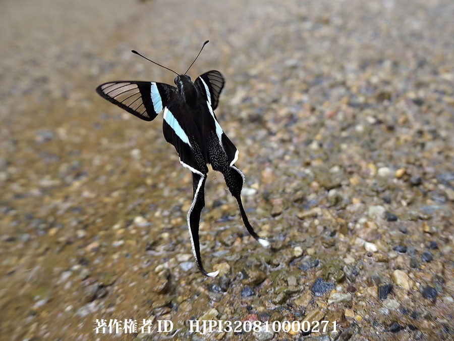 アオスソビキアゲハ