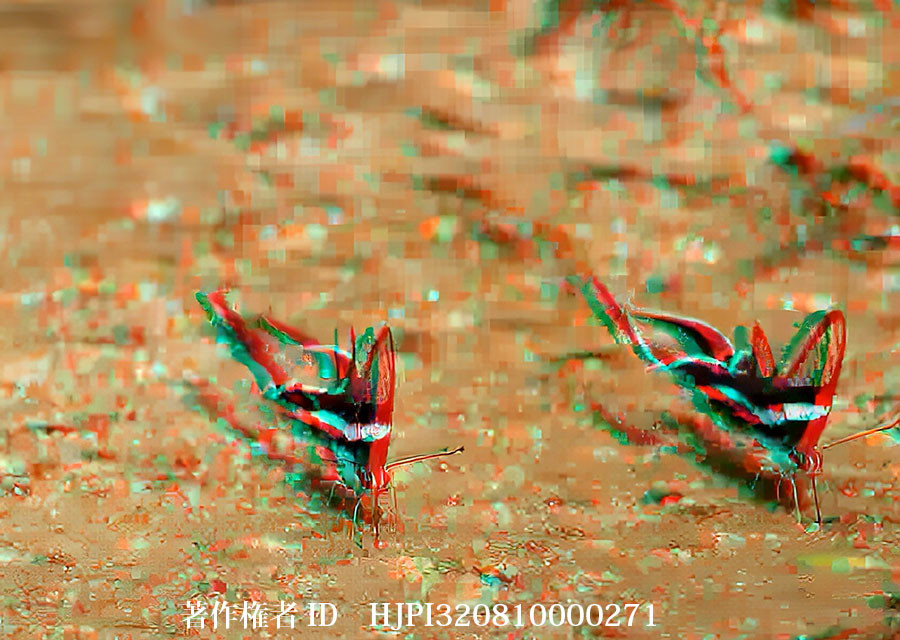 アオスソビキアゲハ　3Dアナグリフ