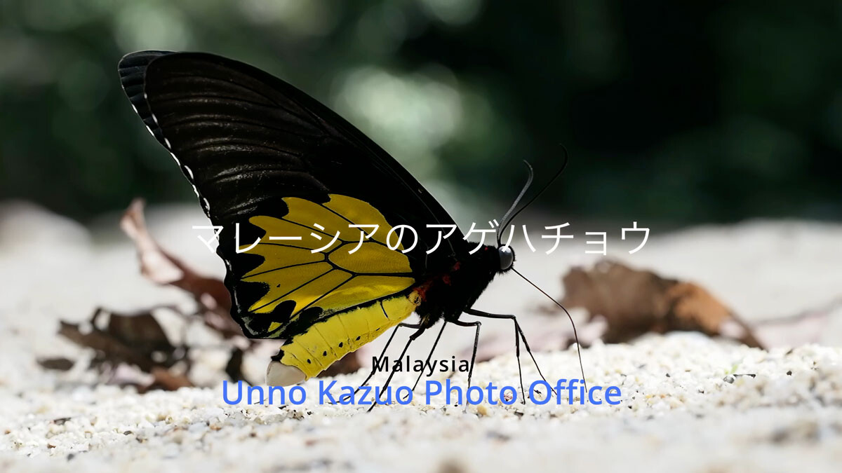 マレーシアのアゲハチョウ