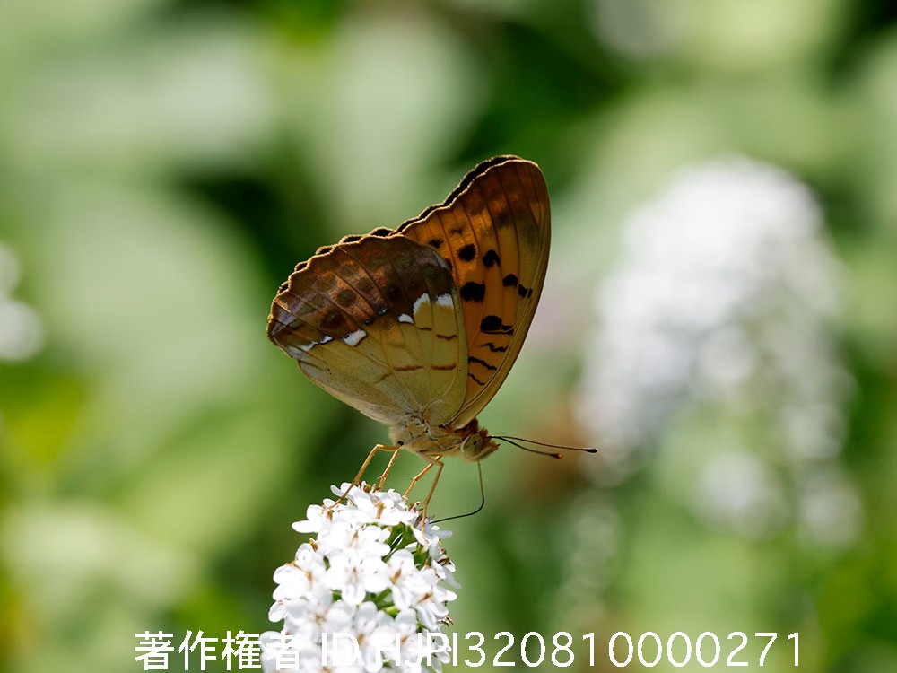 オオウラギンスジヒョウモン