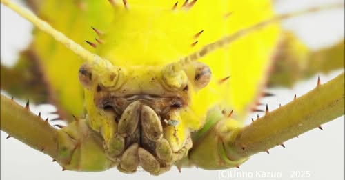 ナナフシ顔面博覧会(YouTube)