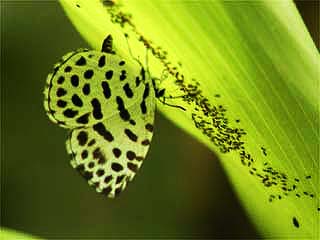 ゴイシシジミの産卵(写真展準備期間・過去日記より)