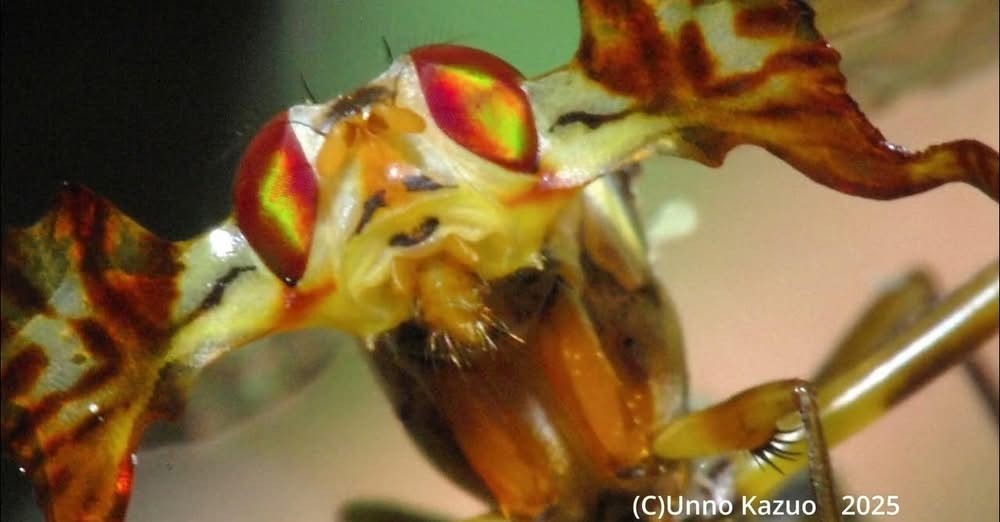 ハエ、アブ顔面博覧会(YouTube)