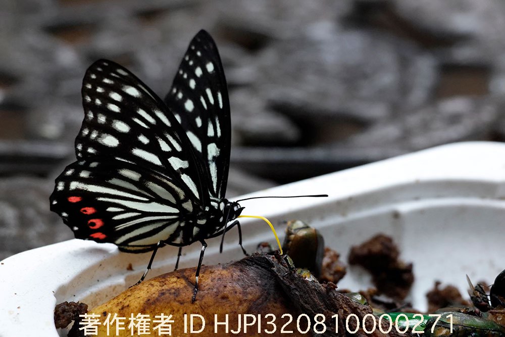 バナナにアカボシゴマダラがやってきた