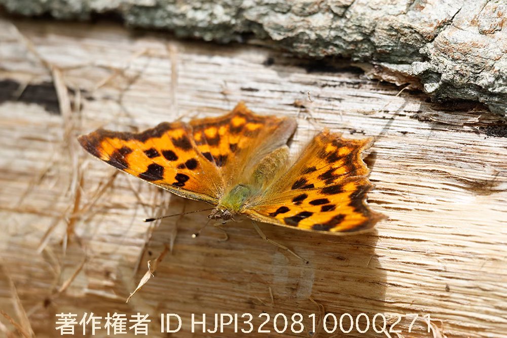 ベランダにシータテハがいた