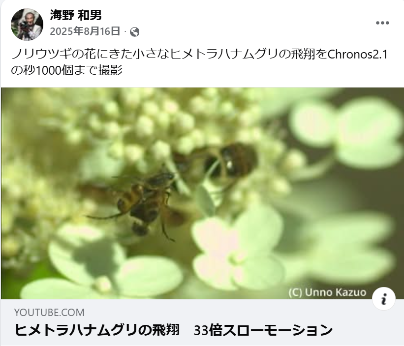 ノリウツギの花にきた小さなヒメトラハナムグリ