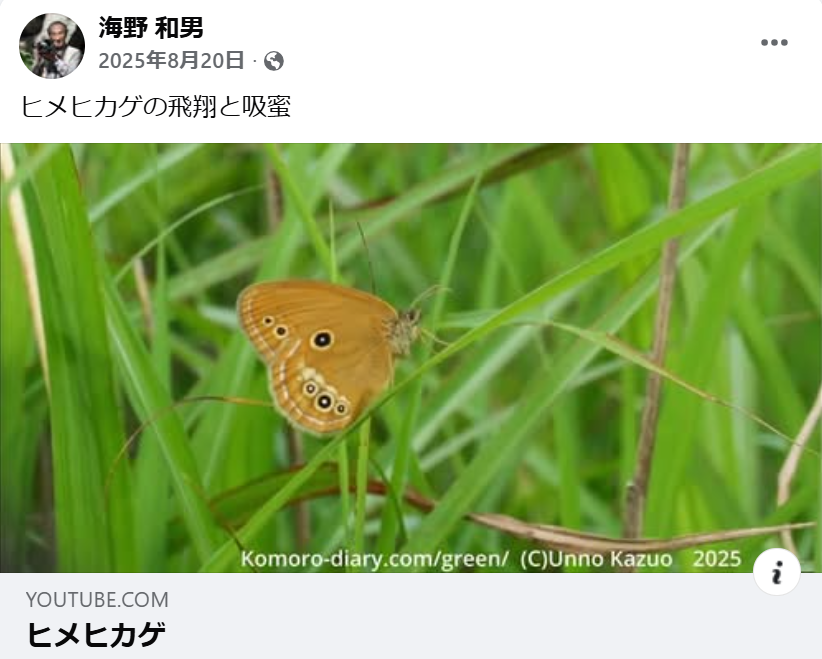 ヒメヒカゲの飛翔と吸蜜