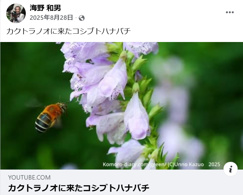 カクトラノオに来たコシブトハナバチ