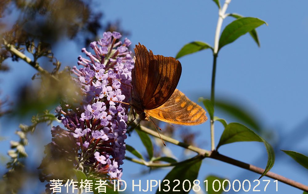 メスグロヒョウモン異常型が庭にいた