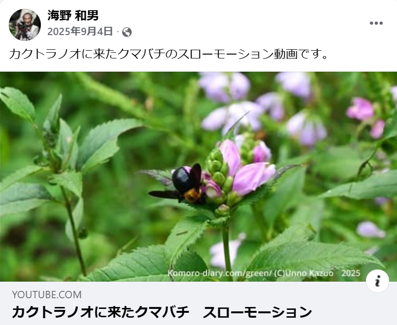 カクトラノオに来たクマバチのスローモーション