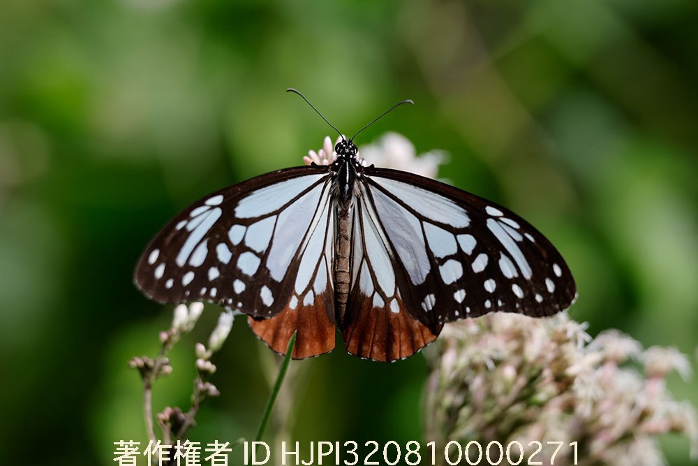 今年初めてアサギマダラがやってきた