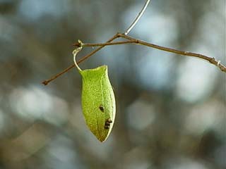 ウスタビガの空まゆ