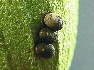 ウスタビガの卵