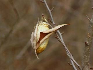 ヤママユの空まゆ