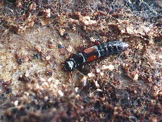 オオヒラタハネカクシ