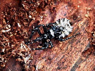 ヤニサシガメの幼虫