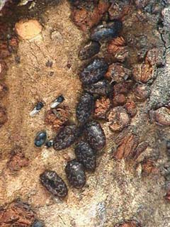 ヤノナミガタチビタマムシ