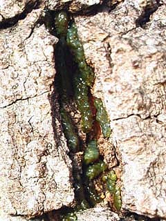 クヌギカメムシの卵