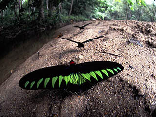 アカエリトリバネアゲハの吸水