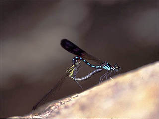 ハナダカトンボの仲間の交尾