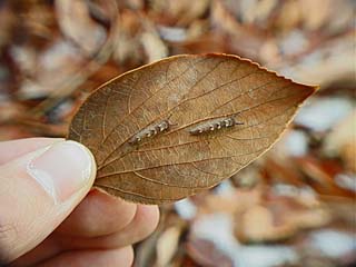 オオムラサキの幼虫