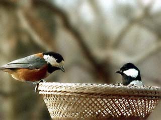 餌台の鳥たち
