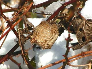 オオカマキリの卵