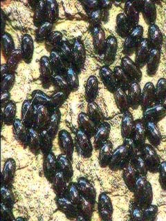 クリオオアブラムシの卵