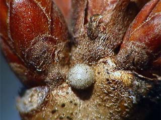 ダイセンシジミの卵