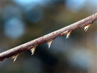 ヒグラシの産卵痕？