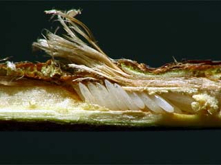 ヒグラシの卵？