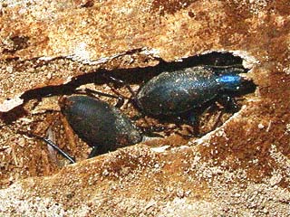 ヒメマイマイカブリの越冬