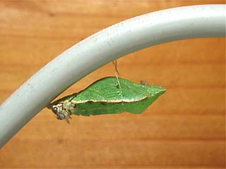 カラスアゲハの蛹